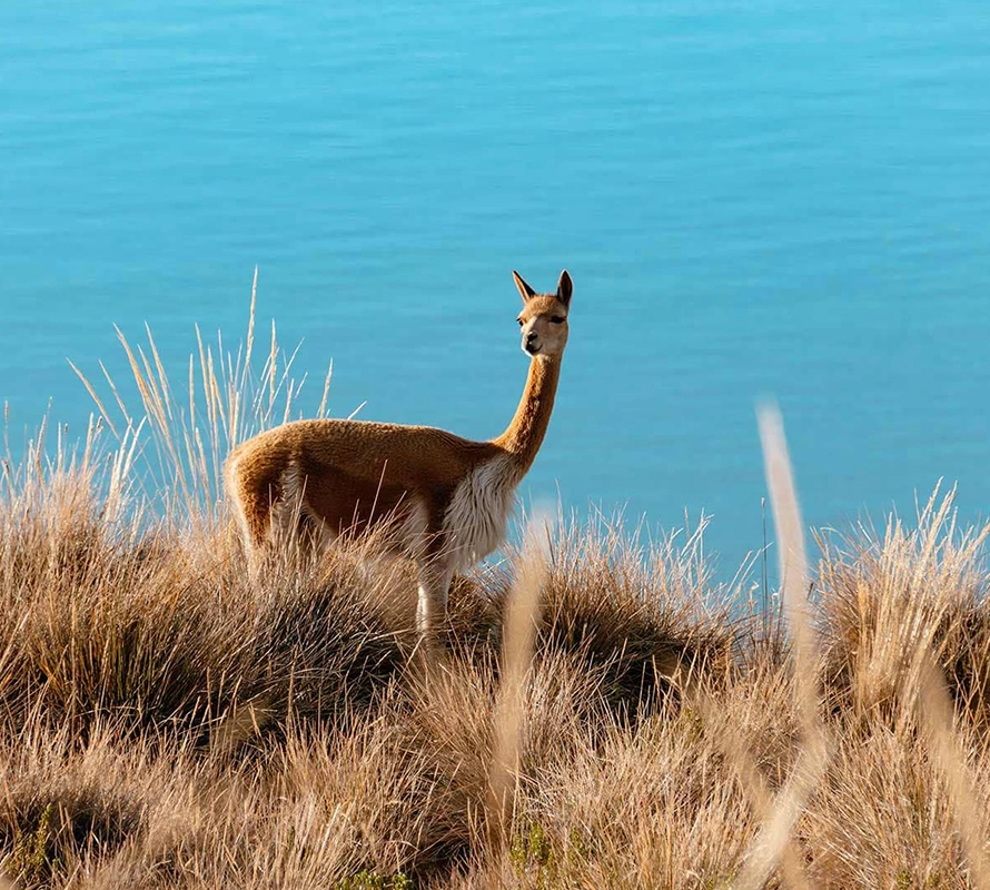 Lago Titicaca – Uros y Taquile